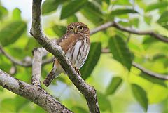 Ferruginous Pygmy-Owl